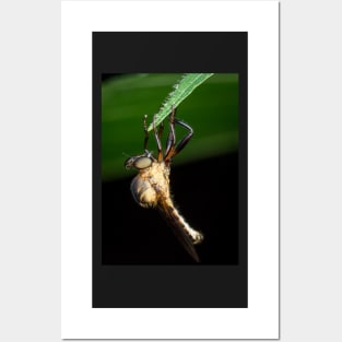 A robber fly (assassin fly) wait for its next prey Posters and Art